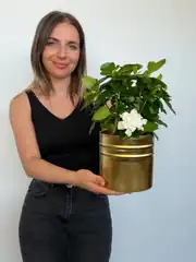 Gardenya ( Gardenia jasminoides ) –Kokulu Çiçekli Salon Bitkisi 2