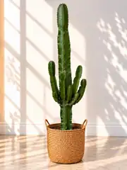 Euphorbia Kaktüs 130 cm 1