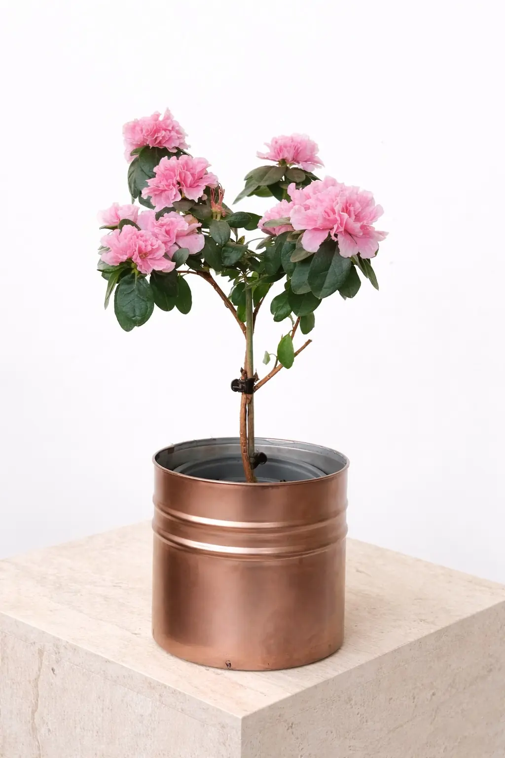 Açelya Tijli  ( Azalea Rhododendron İthal )