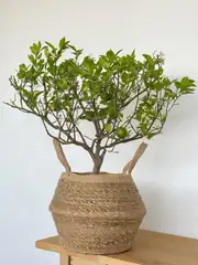 Limon Yediveren 60-70 cm 2