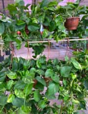  Patos Salon Sarmaşığı (Golden Pothos - Epipremnum Aureum) 3