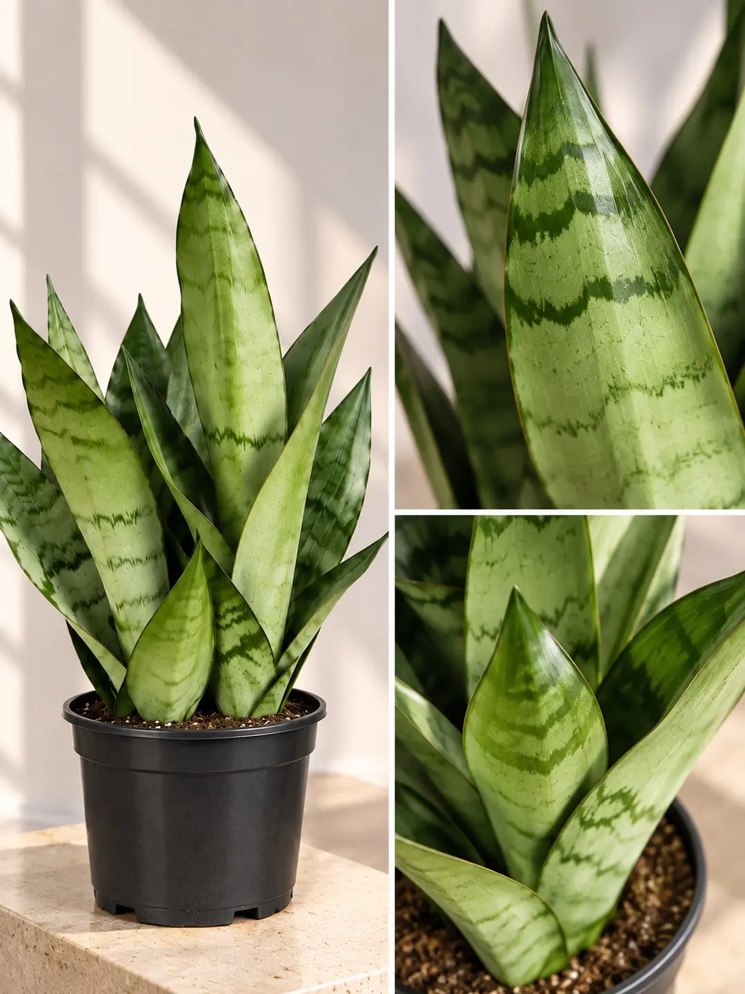 Kılıç Çiçeği ( Sansevieria Moonshine )  Gri Yeşil Yapraklı 3