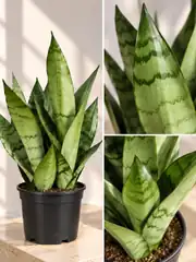Kılıç Çiçeği ( Sansevieria Moonshine )  Gri Yeşil Yapraklı 3