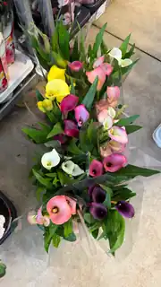 Gala ( Zantedeschia ) Çiçeği Beyaz veya Pembe 5