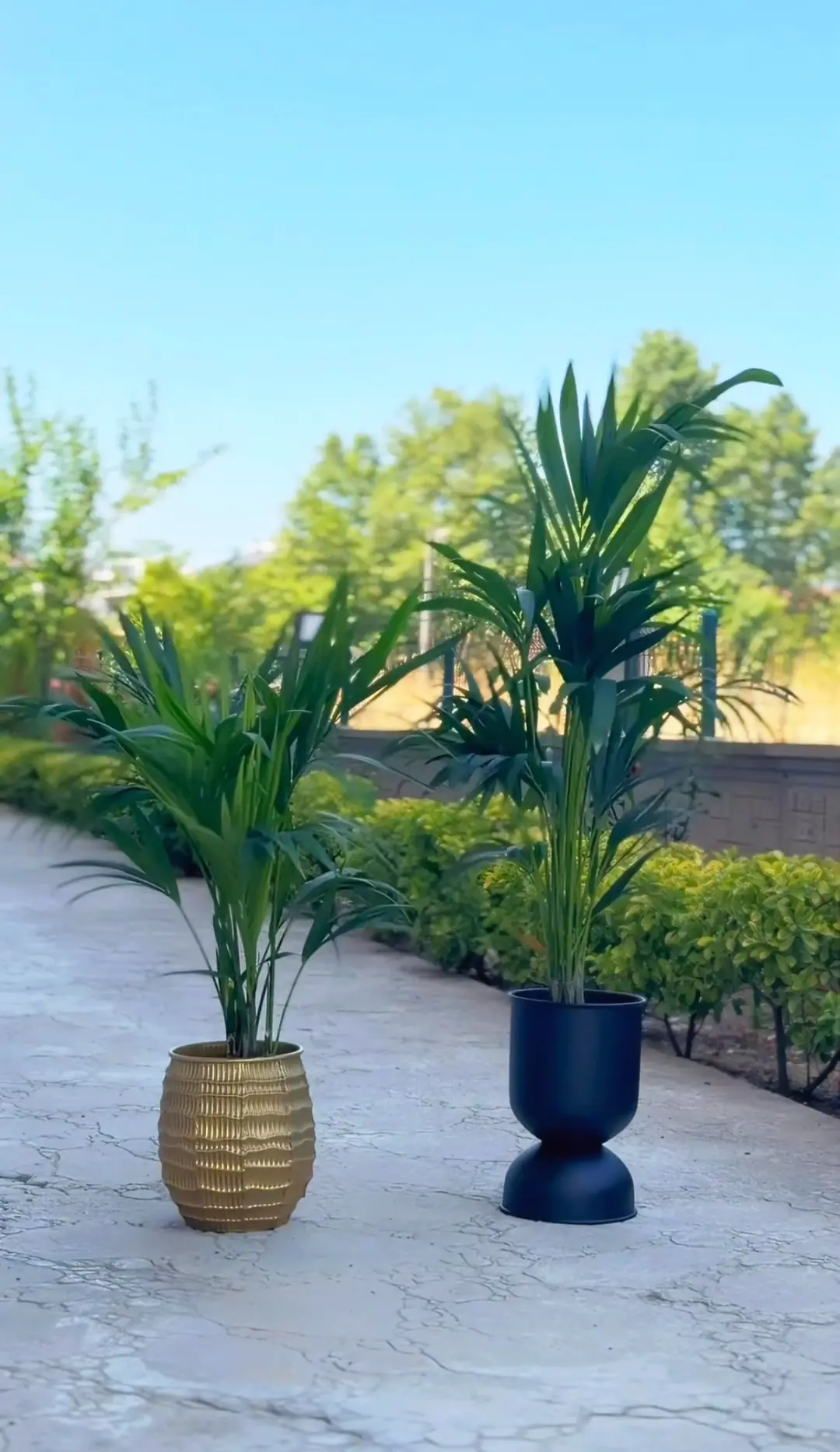 Kentia Palmiyesi ( Howea Forsteriana ) 150 cm 3
