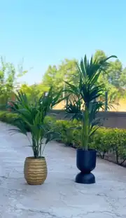 Kentia Palmiyesi ( Howea Forsteriana ) 150 cm 3
