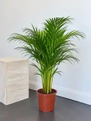 Areka Palmiyesi ( Dypsis Lutescens ) 90-100 cm İthal Sık Köklü 2