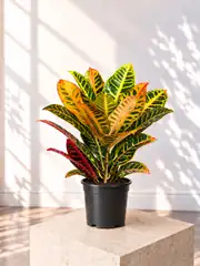 Masa Boy Kroton Bitkisi ( Codiaeum Variegatum ) 2