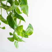  Patos Salon Sarmaşığı (Golden Pothos - Epipremnum Aureum) 2