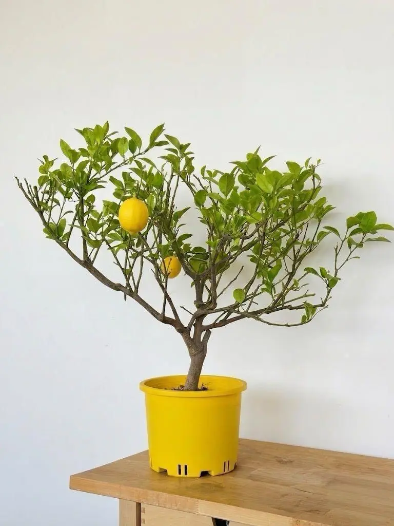Limon Yediveren 60-70 cm 3