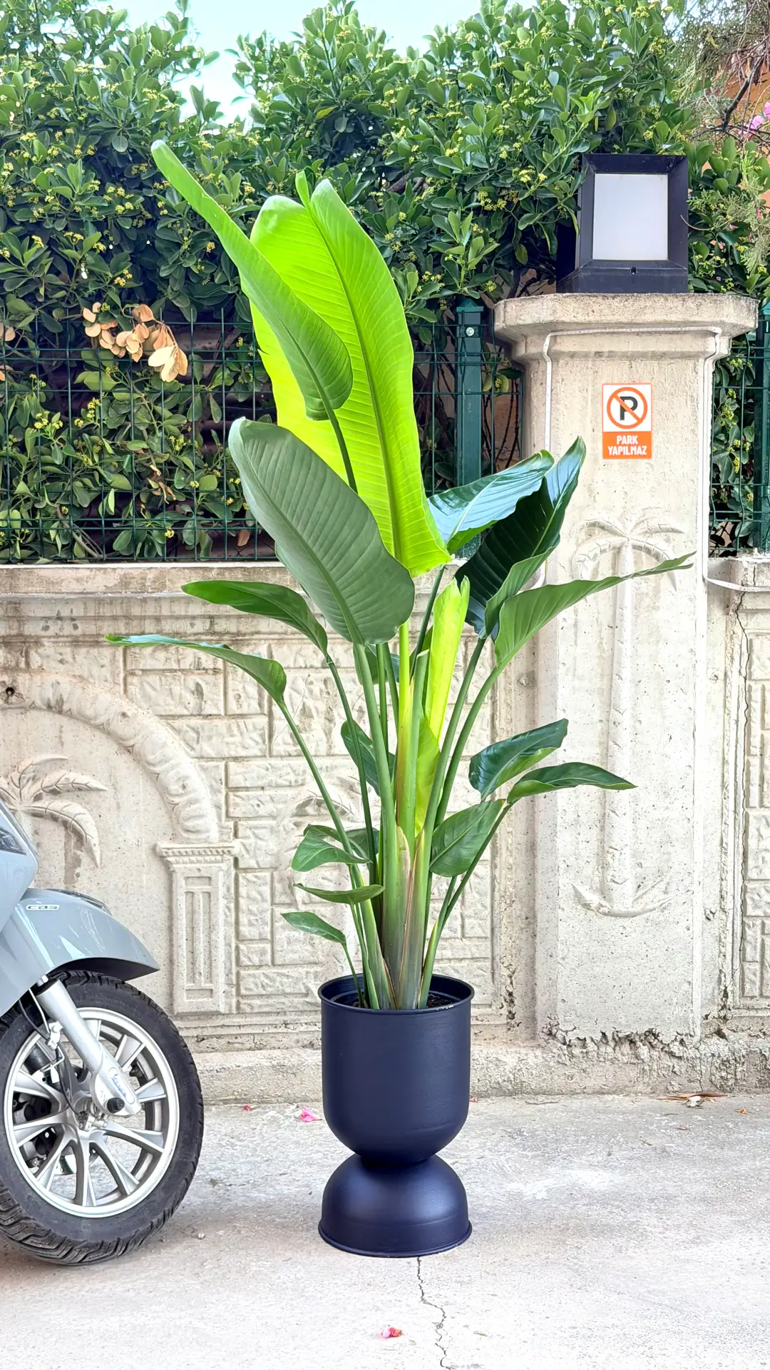 Starliçe (Strelitzia Nicolai) Bitkisi 3 Kök 140-160 cm  4