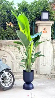 Starliçe (Strelitzia Nicolai) Bitkisi 3 Kök 140-160 cm  4