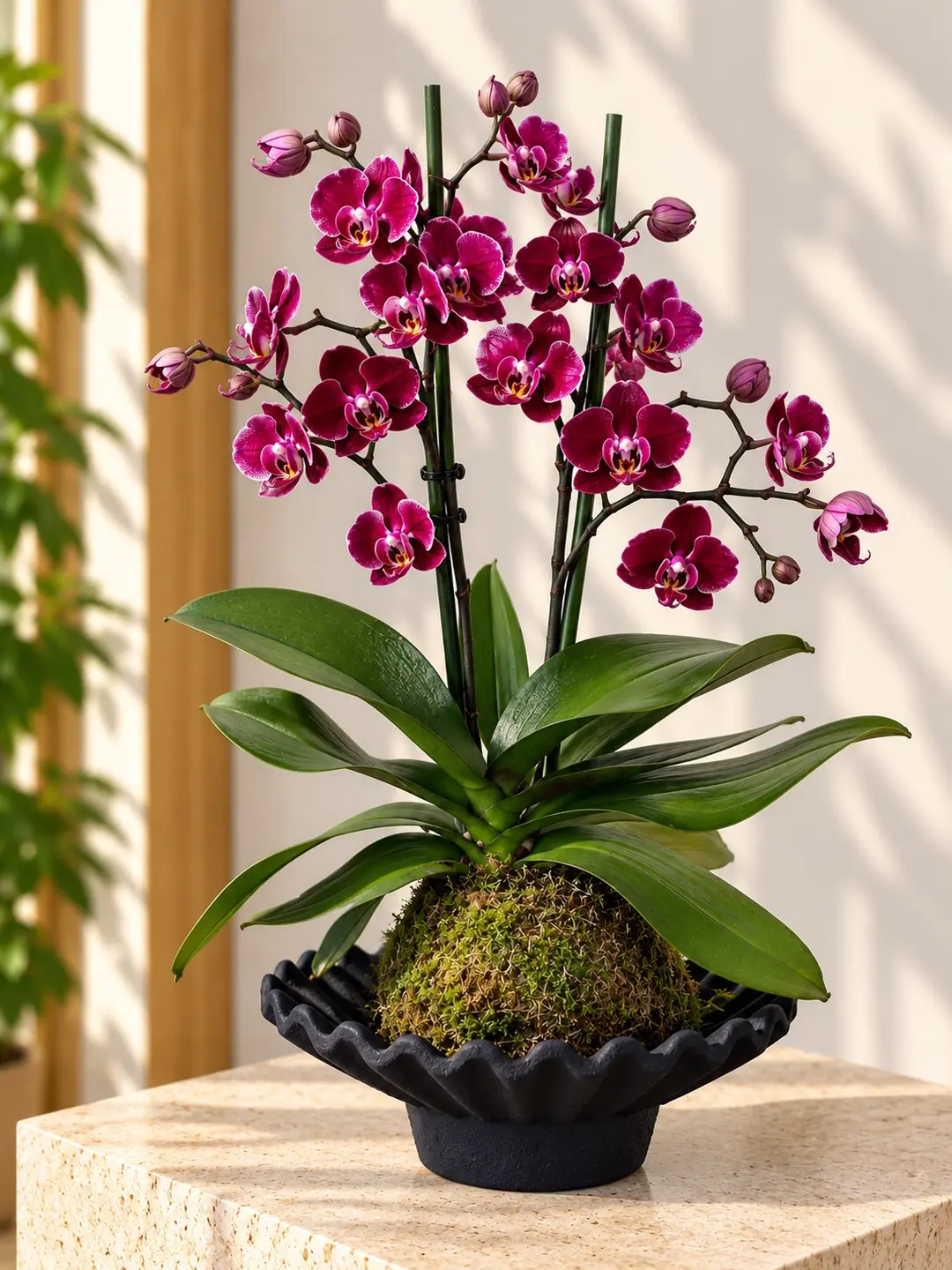 Dekoratif Objede Kokedama Orkide Bordo