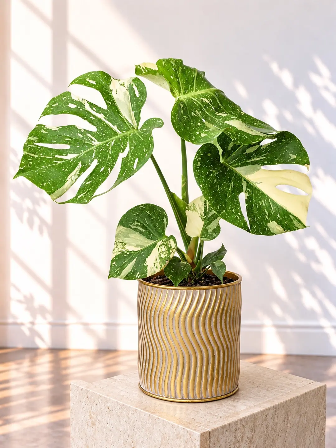 Variegated Monstera Bitkisi