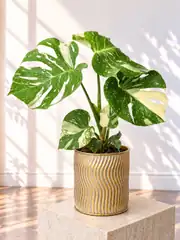Variegated Monstera Bitkisi 1