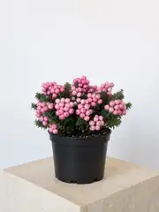 Pembe Meyveli Pernettya – Gaultheria mucronata 2