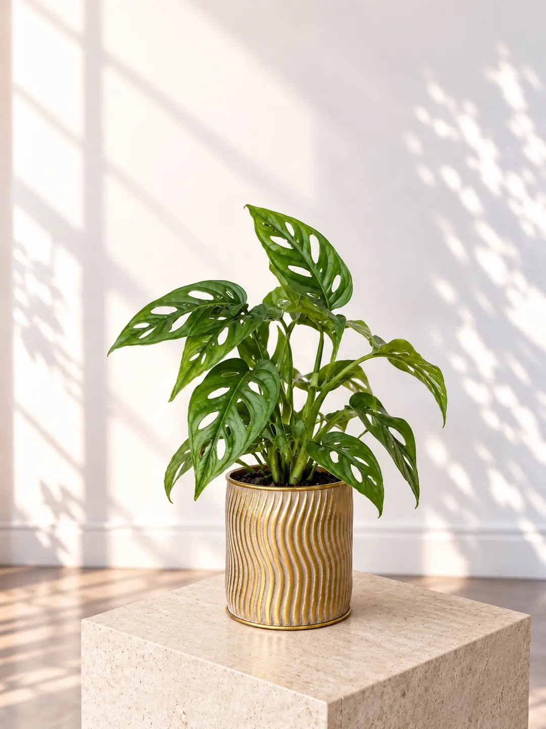 Monstera Adansonii (Monkey Mask) Bitkisi Masa Boy