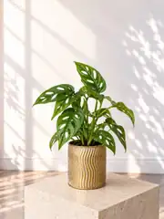 Monstera Adansonii (Monkey Mask) Bitkisi Masa Boy 1