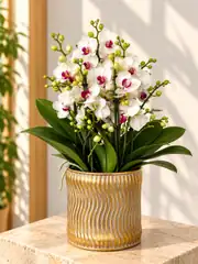 Çok Köklü İthal Orkide Çiçeği 1