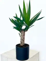 Yucca ( Yuka ) Bitkisi Masa Boy 1
