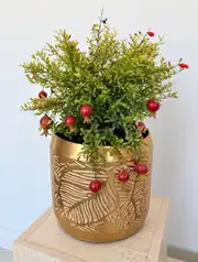 Bonsai Nar – Punica Granatum 1