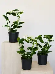 Madagaskar Yasemini (Stephanotis floribunda)  2