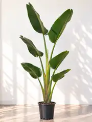 Starliçe (Strelitzia Nicolai) Bitkisi Tek Kök 150-160 cm 2