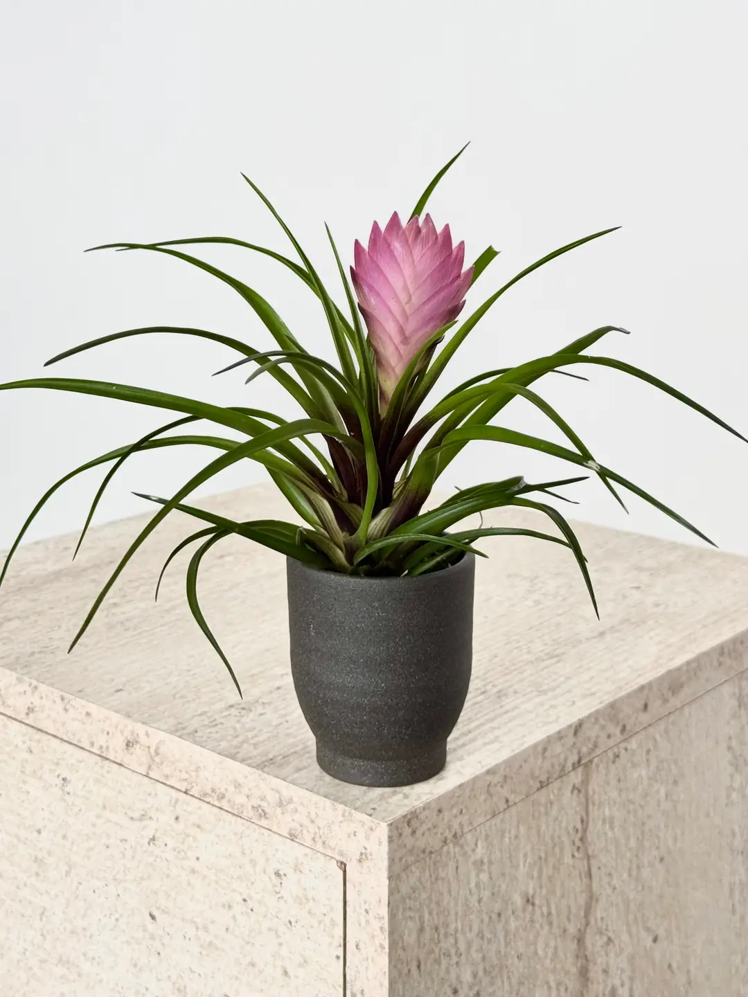 Tillandsia Cyanea  (Vincent-Hava Bitkisi) Saksılı 
