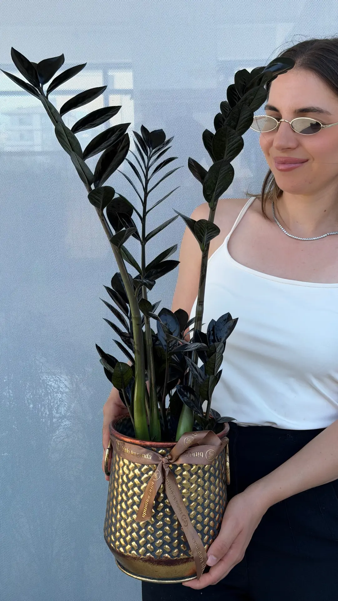 Siyah Zamia (özel tür) 50-60 cm 3