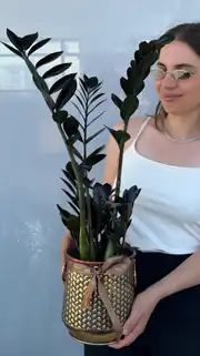 Siyah Zamia (özel tür) 50-60 cm 3
