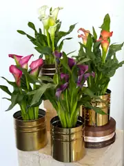 Gala ( Zantedeschia ) Çiçeği Beyaz veya Pembe 1