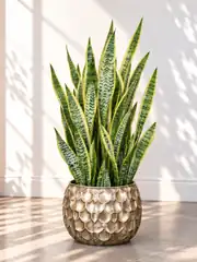 Kılıç Bitkisi  (Sanseveria Trifasciata -Peygamber Kılıcı-Paşa Kılıcı) 100-110 cm 1