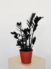 Siyah Zamia (özel tür) 50-60 cm 2