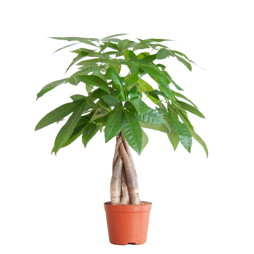 Pachira Aquatica (Para Ağacı) Bitkisi Masa Boy