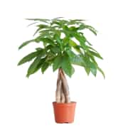 Pachira Aquatica (Para Ağacı) Bitkisi Masa Boy 1