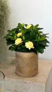 Gardenya ( Gardenia jasminoides ) –Kokulu Çiçekli Salon Bitkisi 1