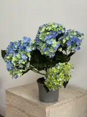 Ortanca (Hydrangea) Bitkisi Mavi 2