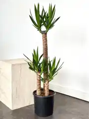 Yucca ( Yuka ) Bitkisi 3 Gövdeli 130-140 cm 2