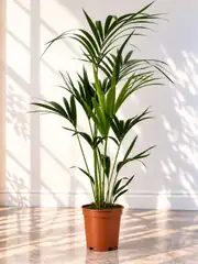 Kentia Palmiyesi ( Howea Forsteriana ) 150 cm 2