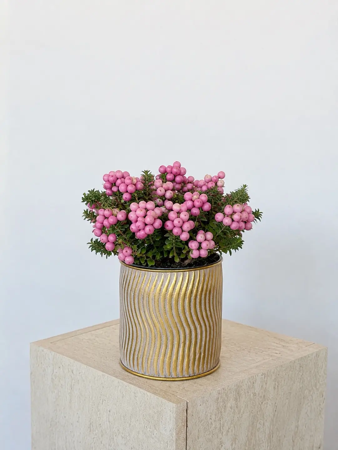 Pembe Meyveli Pernettya – Gaultheria mucronata