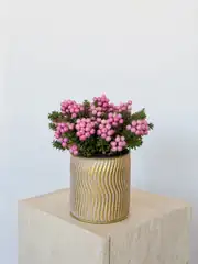 Pembe Meyveli Pernettya – Gaultheria mucronata 1