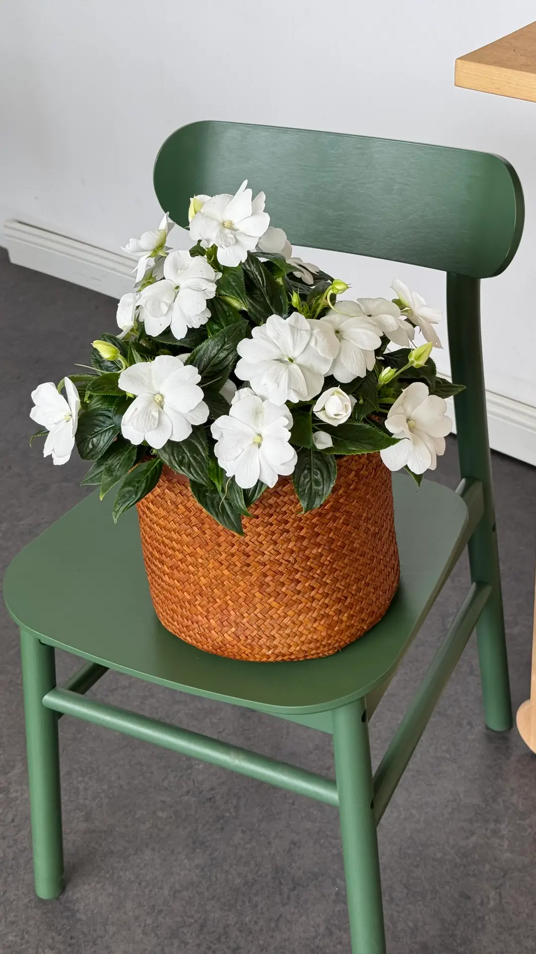 Cam Güzeli Çiçeği ( Impatiens )