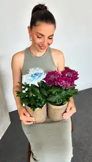 Krizantem Chrysanthemum Anastasya Mix İkili Set ( Sarı- Pembe ) 2