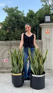 Kılıç Bitkisi  (Sanseveria Trifasciata -Peygamber Kılıcı-Paşa Kılıcı) 100-110 cm 3