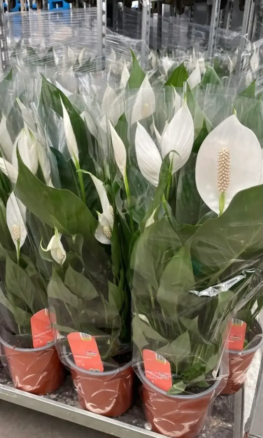 Barış Çiçeği ( Spathiphyllum ) 3