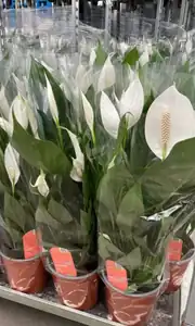 Barış Çiçeği ( Spathiphyllum ) 3