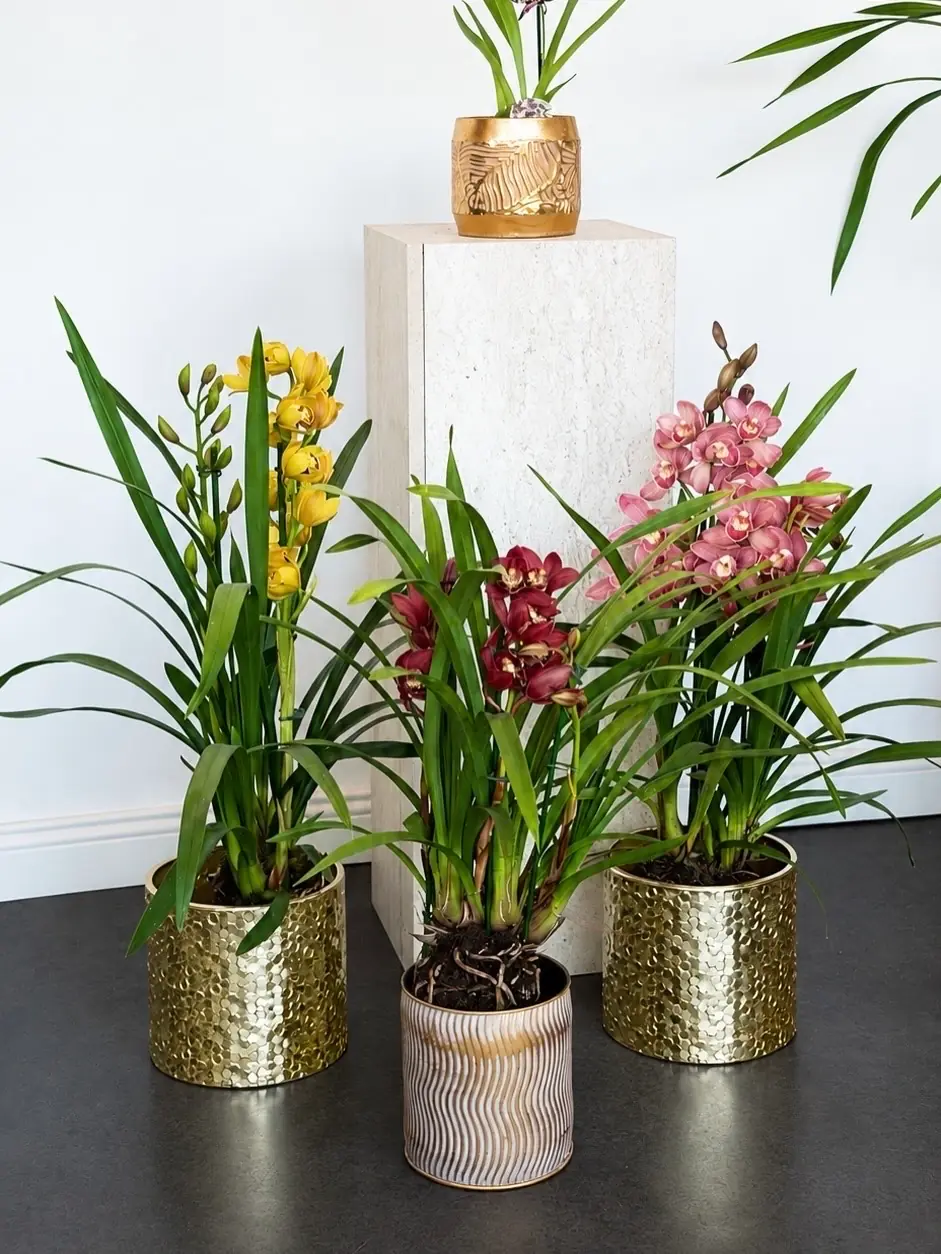 Cymbidium Orkide 