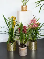 Cymbidium Orkide  1