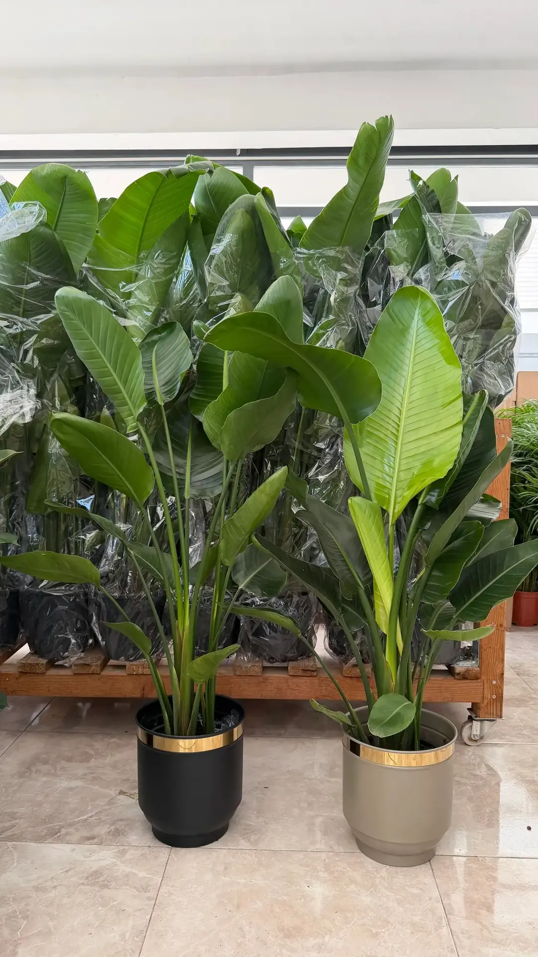 Starliçe (Strelitzia Nicolai) Bitkisi 3 Kök 120/ 140 cm  4