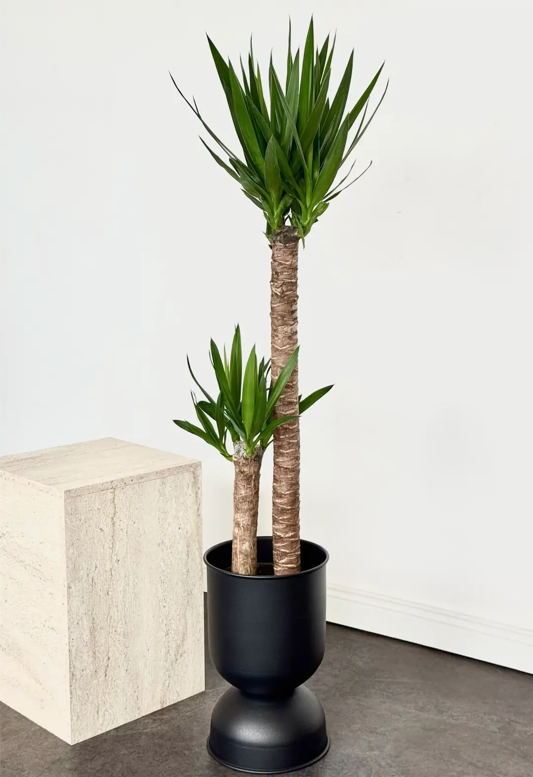 Yucca ( Yuka ) Bitkisi İki Gövdeli 130-140 cm